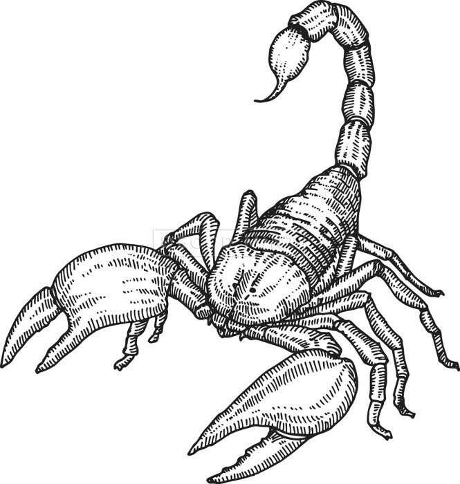 Skorpion kolorowanki